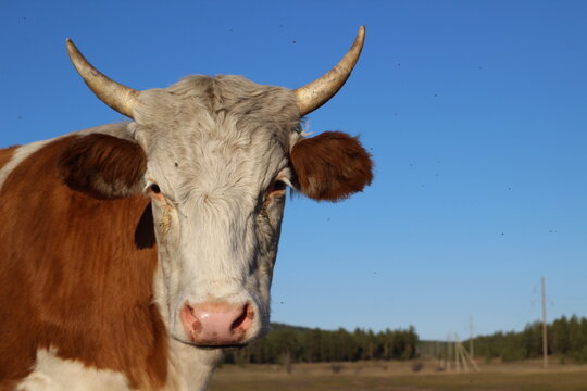 Cow Looking at Camera Curiously Red White Heifers with Sharp Horns Grazing on Pasture 