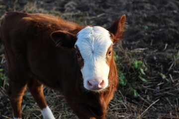 Fototapeta premium photograph of funny calf red white head baby cow cattle with pink nose looking at the camera in sunset light 