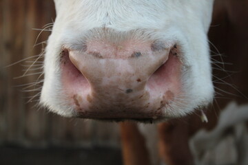 cow pink nose snout close-up photograph of fluffy red white cow bull with wet nostrils