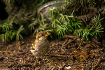 A swamp sparrow standing on the ground in Central Park