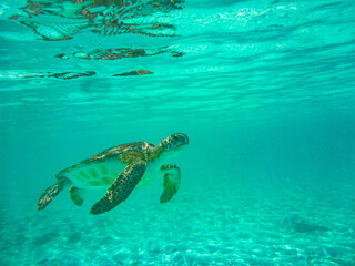 Turtles Swimming at Hooper's Bay Exuma Bahamas