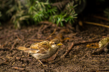 Close up image of a swamp sparrow in Central Park