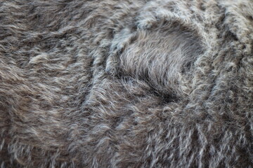 Animal fur texture Background hair gray color