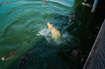 Obraz premium Feeding crocodiles from a fishing rod with raw meat at a crocodile farm in the river. Thailand