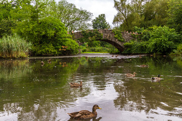 Ducks swimming in the pond near Gapstow Bridge in Central Park