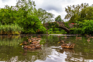 Fototapeta na wymiar Ducks in the pond and the Gapstow Bridge in Central Park