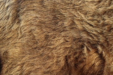 Animal fur texture Background hair gray color