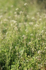 Summer Background with tiny white flowers and green grass on meadow in daylight