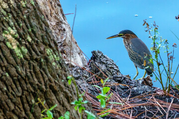 Green Heron in the Marsh