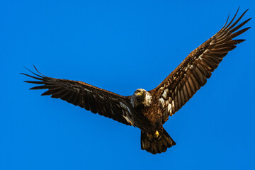 Obraz premium eagle in flight