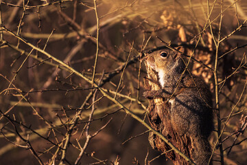 squirrel in the woods