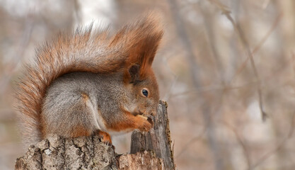 Naklejka na ściany i meble Wild red squirrel gnaws a nut while sitting on a stump in the forest in the afternoon, close-up, side view. Squirrel in the wild.