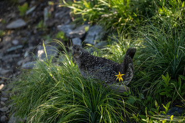 Grouse Walks Through Fileds in Mountains