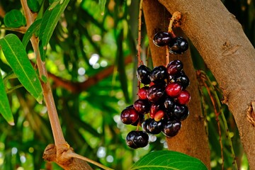 A bunch of organic blood red and black Java plum fruits (Syzygium cumini) on its tree.