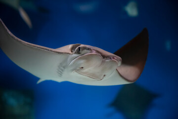 cownose ray swimming in the water,  fish underwater in the aquarium