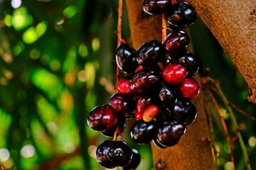 A bunch of organic blood red and black Java plum fruits (Syzygium cumini) on its tree.