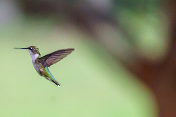 Hummingbirds in Action