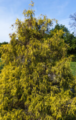 Chamaecyparis pisifera 'Filifera Aurea' (Sawara cypress or Sawara Japanese). Yellow leaves of false cypress in spring Arboretum Park Southern Cultures in Sirius (Adler) Sochi.