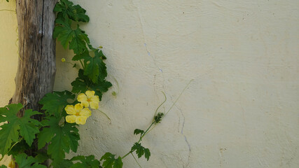 Climber Plant background