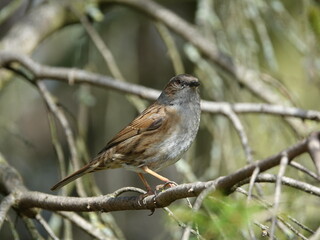 hedge sparrow (Prunella modularis)