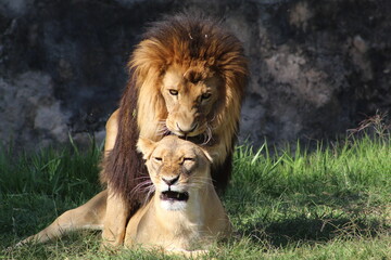 Leones africanos en primavera
