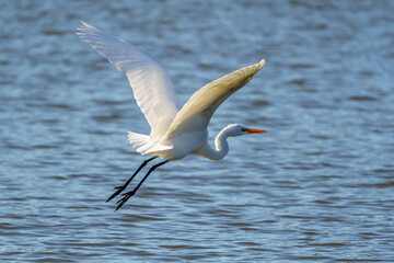Fototapeta na wymiar Great Egret In Flight