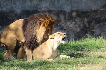 Leones a punto de aparearse
