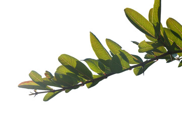 Green tree branch on a white background