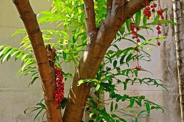 A bunch of organic blood red Java plum fruits (Syzygium cumini) on its tree.