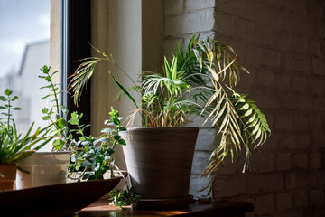 home plants by the window. part of the interior of the kitchen with flowers
