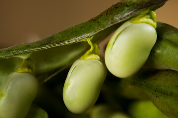 Favas closeup