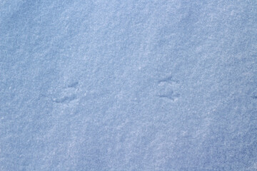Small Birds Footprints Footpath on Snowdrifts Cold White Snow Background