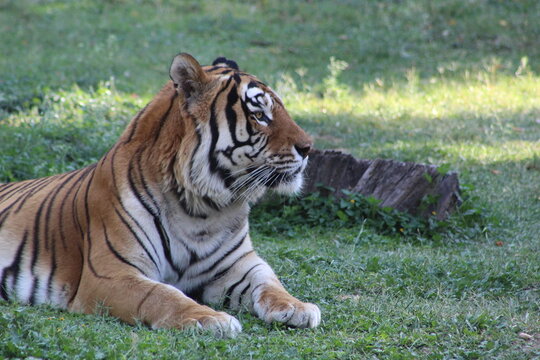 Tigre de bengala observando atentamente