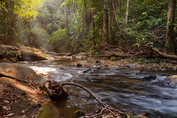 A stream flowing in a completely natural forest. The integrity of the Asian jungle.