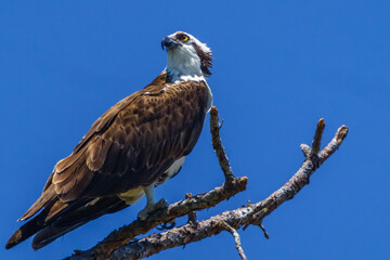 Osprey in the Act