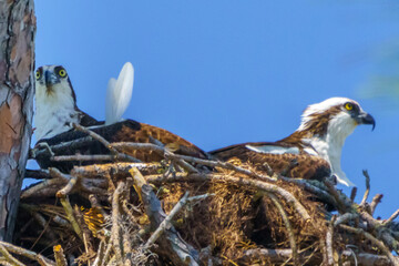Osprey in the Act