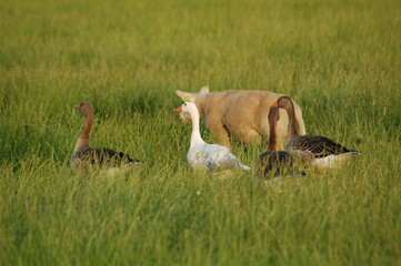 Naklejka na ściany i meble sheep geese in the field