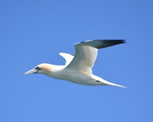 Obraz premium Jan van Gent in the sky