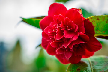A beautiful camellia in the garden
