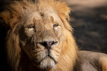closeup of a male lion laying in the sun