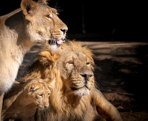 a lion family resting in the sun father mother and cub - Powered by Adobe