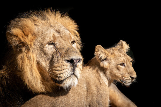 a male lion and his cub resting in the warm sun on a black background Stock  Photo | Adobe Stock