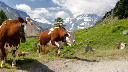 Fototapeta na wymiar Mucche in alta montagna in Estate. Valgrisenche. Alpi italiane. Valle d'Aosta. Italia