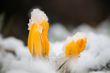 Plakat Frühlingsblumen in frischem Schnee
