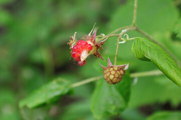 Wild raspberry that has been partically picked