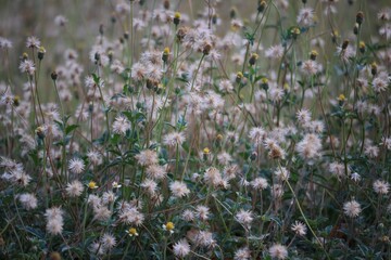 Obraz premium field of flowers