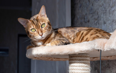 Bengal cat lit by sunlight resting on a tree for cats.