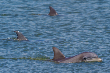 Kiawah River Dolphins Strandfeeding, Viewed From Seabrook Island © Jeff