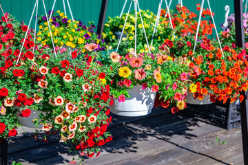 Fototapeta na wymiar multicolored bright flowers in hanging pots. Flowers for sale. Flower Pots Hanging At Shop