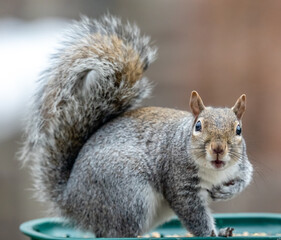 squirrel feeding